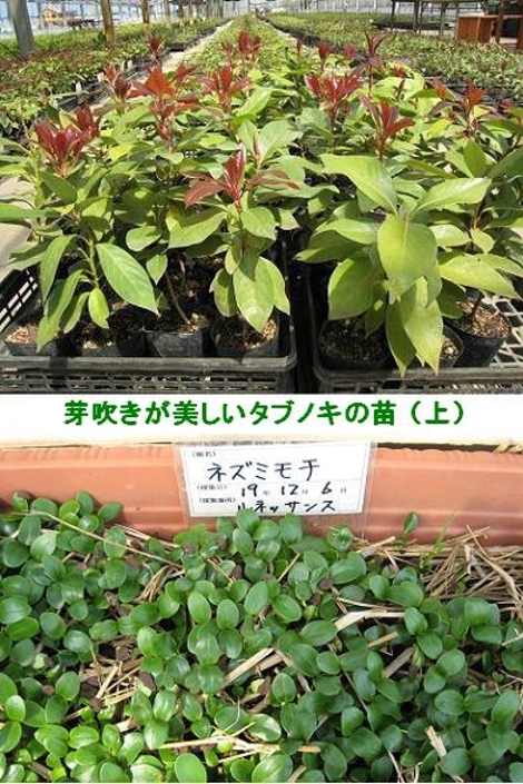 タブノキの苗とネズミモチの発芽