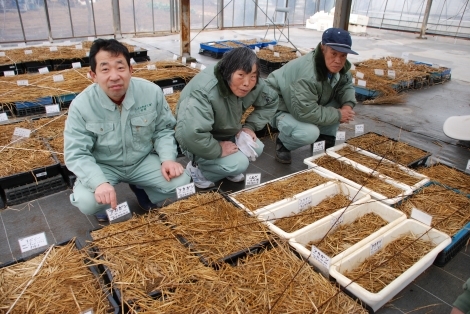 ズラリと並んだ「育苗箱」