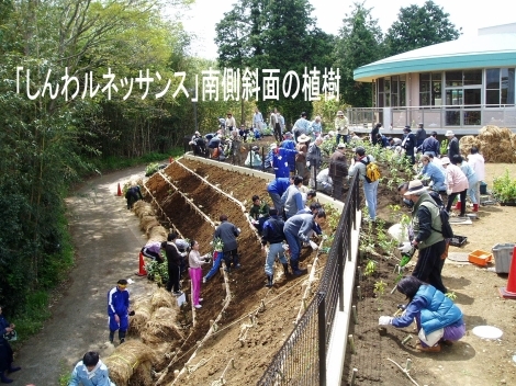 宮脇方式による植樹「しんわルネッサンス」