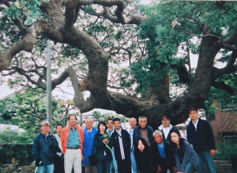 柳町西公園の保存樹「タブノキ」