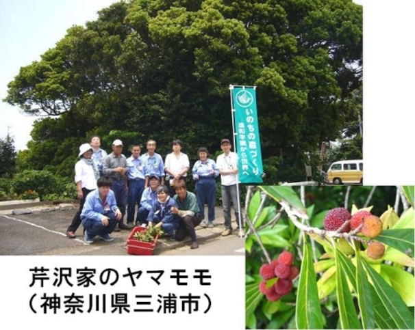 三浦市・芹沢家のヤマモモ種子採集