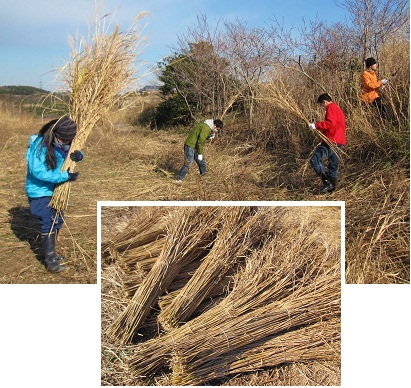 カヤ取り作業hp（2012.1.26）.jpg