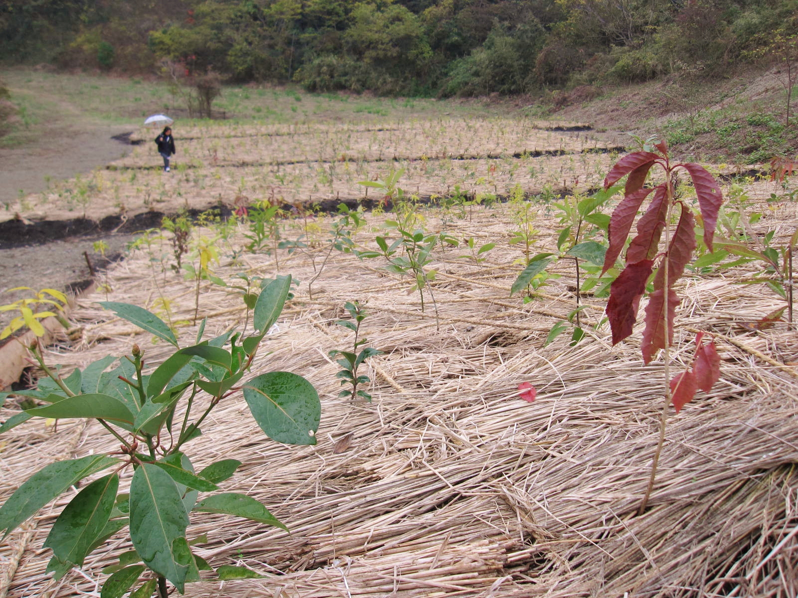 植樹地２.jpg