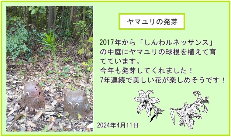 20240411ヤマユリ発芽ｈｐ２IMG_20240411_123609.jpg