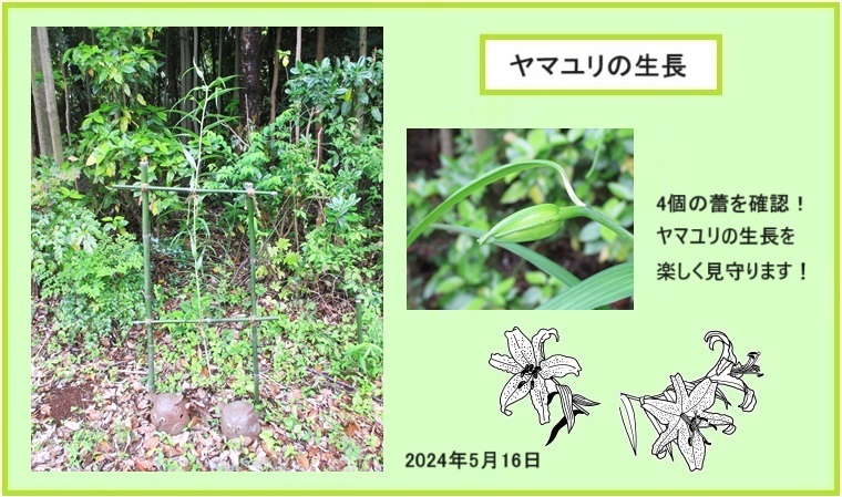 20240516ヤマユリ発芽ｈｐ２IMG_09.jpg