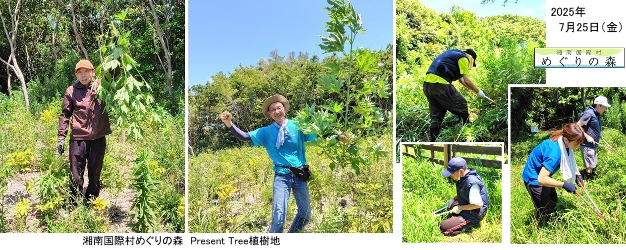 250725湘南国際村Present Tree育樹ｈｐ3.jpg