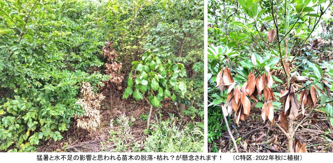 C特区南側枯れ？ｈｐ830.jpg