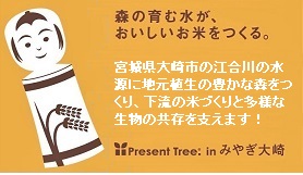 Present Tree in miyagi hp.jpg