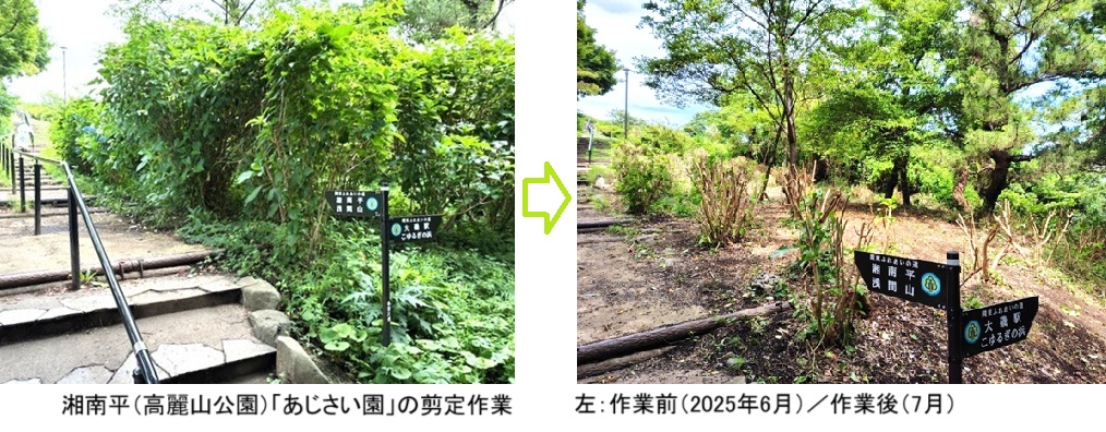 あじさい園剪定HPIMG_5242.jpg