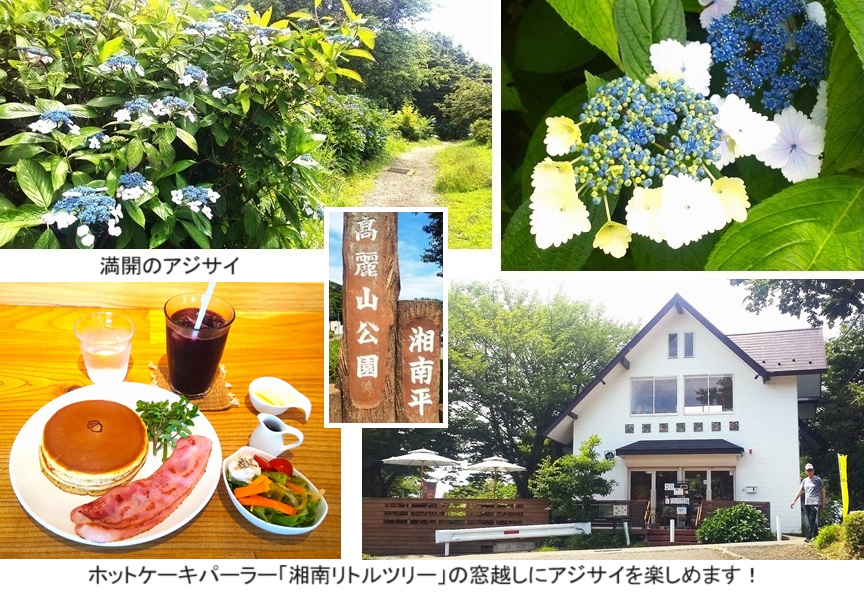 あじさいｈｐDSC_2606.jpg