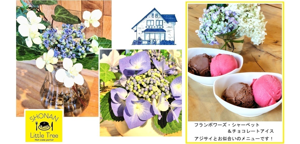 アジサイｈｐ20250620.jpg