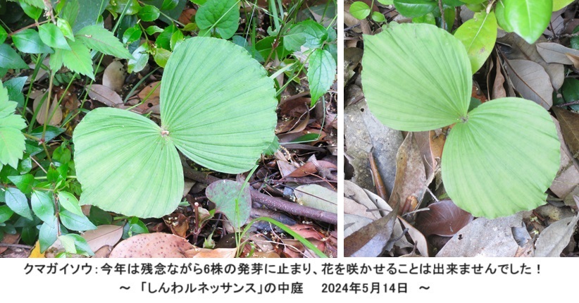 クマガイソウHP2IMG_9823.jpg