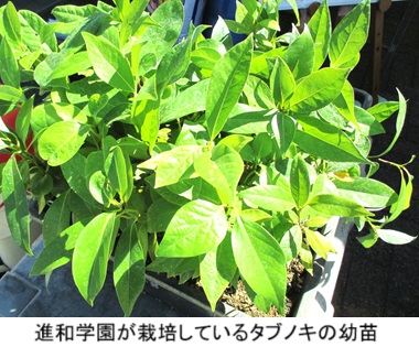 タブノキｈｐIMG_0852.jpg
