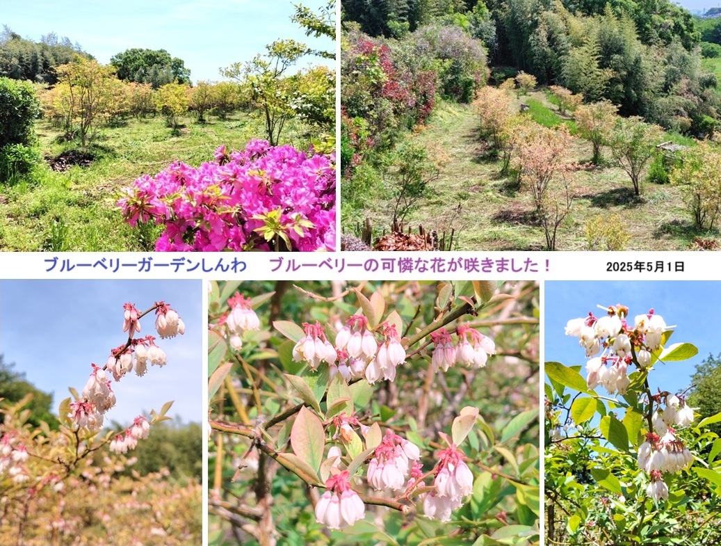 ブルーベリー畑hp621757.jpg