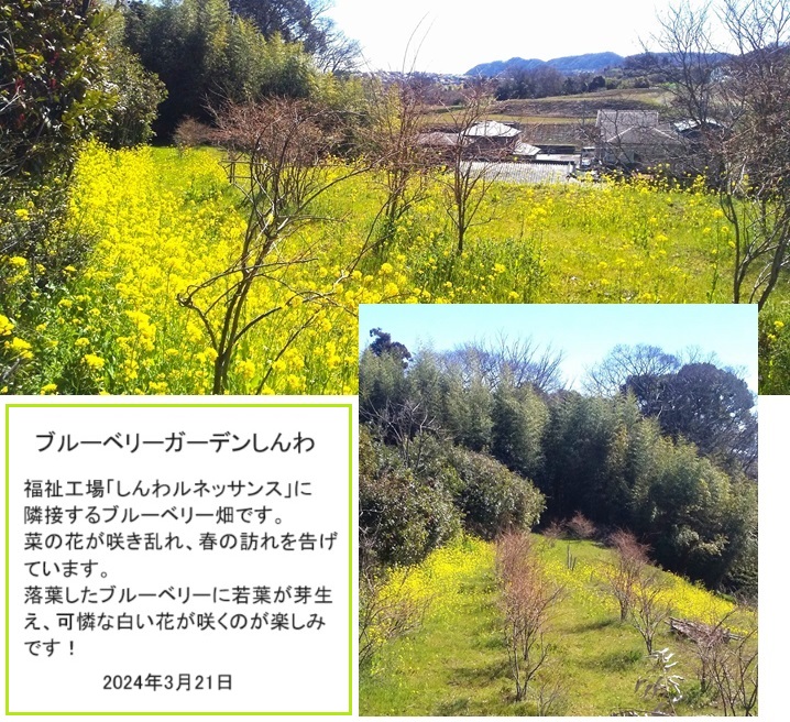 ブルーベリー畑hpIMG_20240321_193842.jpg
