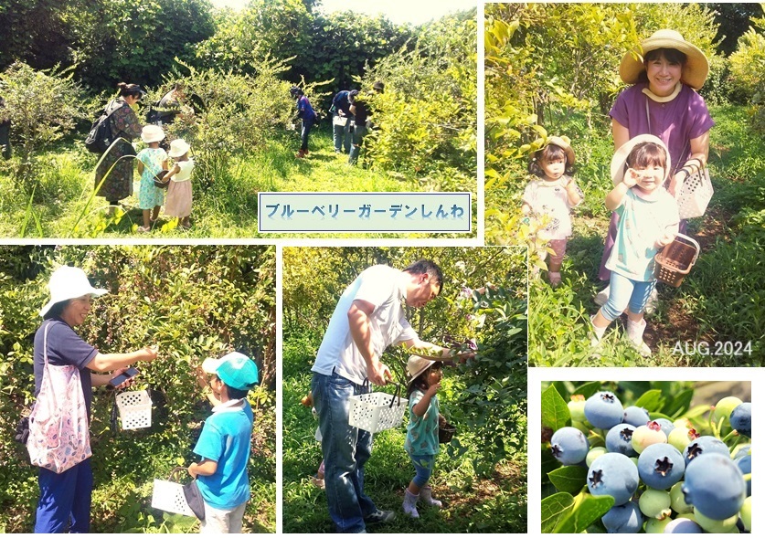 ブルーベリー農園ｈｐIMG_20240810_104727.jpg