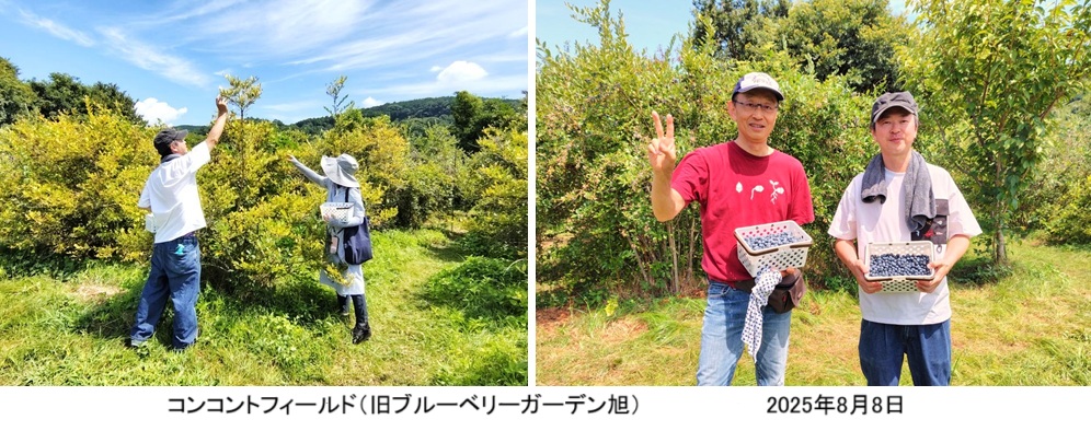 ブルーベリーｈｐ250808876.jpg