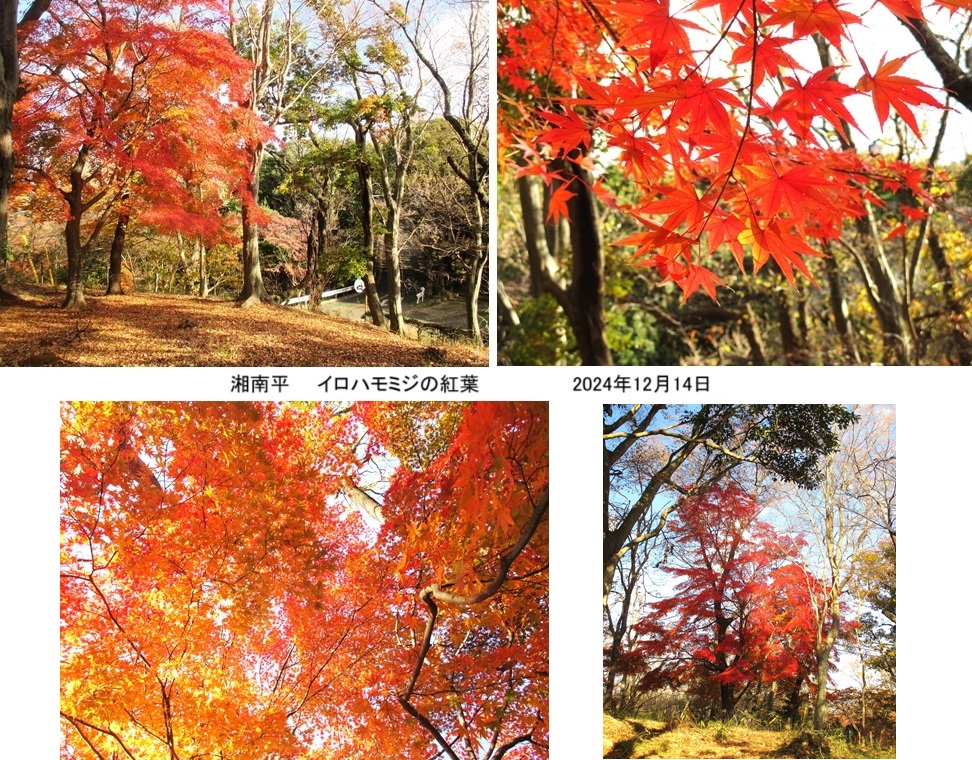 モミジ紅葉ｈｐIMG_2158.jpg
