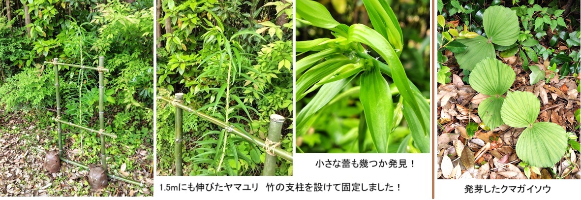 ヤマユリhp250514100506274.jpg