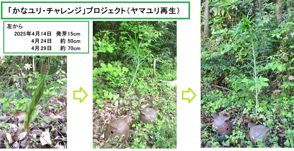ヤマユリnoIMG_3297.jpg