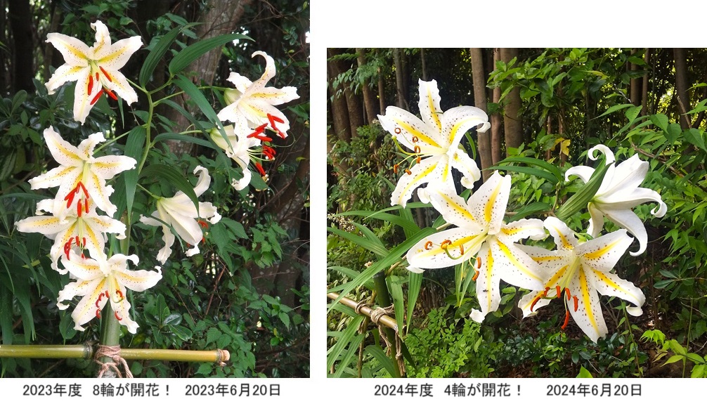 ヤマユリ開花2024hpIMG_7343.jpg