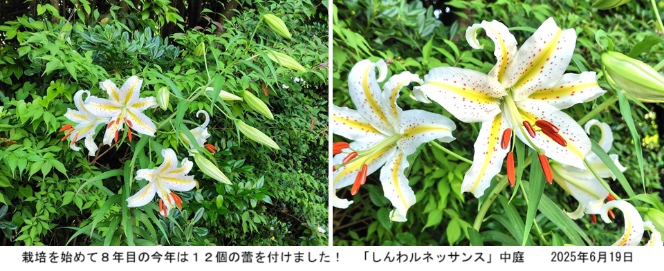 ヤマユリｈｐ195.jpg
