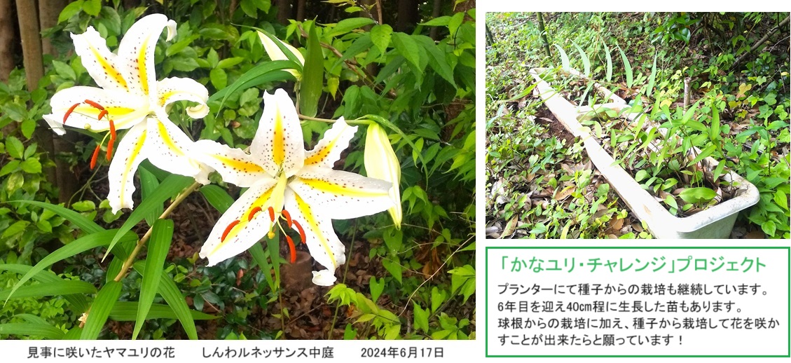 ヤマユリｈｐIMG_20240617_090046 (002).jpg