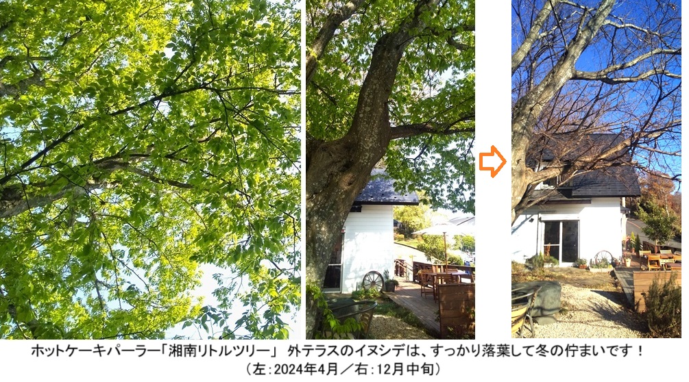リトル外テラスｈｐ2DSC_2532.jpg