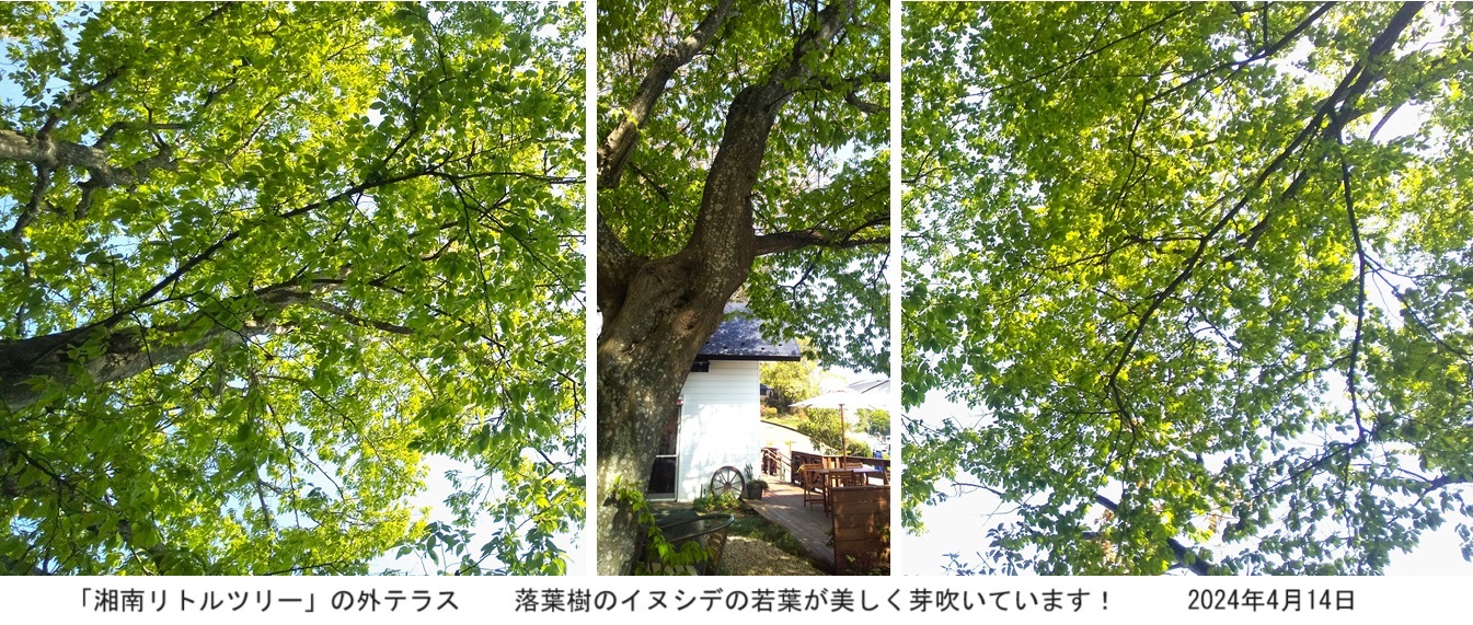 リトル外テラスｈｐDSC_2532.jpg