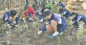 太洋中学植樹タウンニュース20140318.jpg