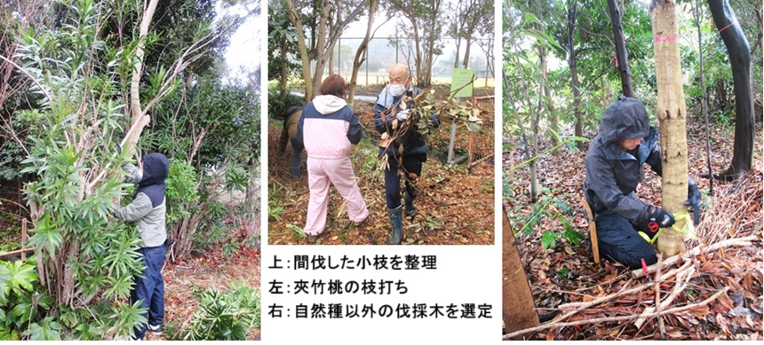 夾竹桃hpIMG_2858.jpg