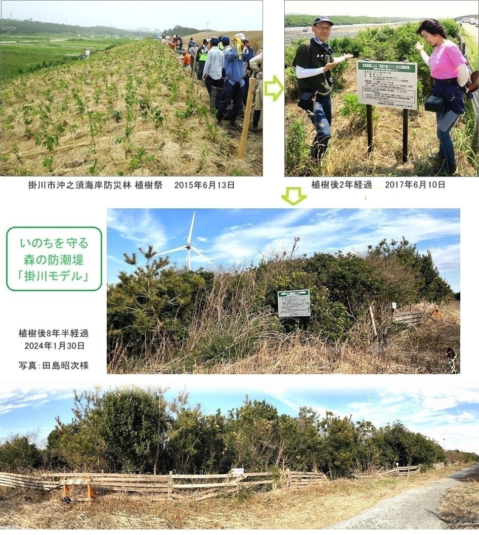 掛川防潮林20240130HP2.jpg
