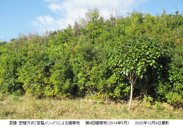 森2014年5月植樹地HPIMG_5906.jpg