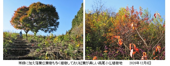 植樹地hpMG_9260.jpg