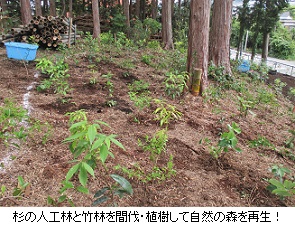 植樹地ｈｐIMG_3996.jpg