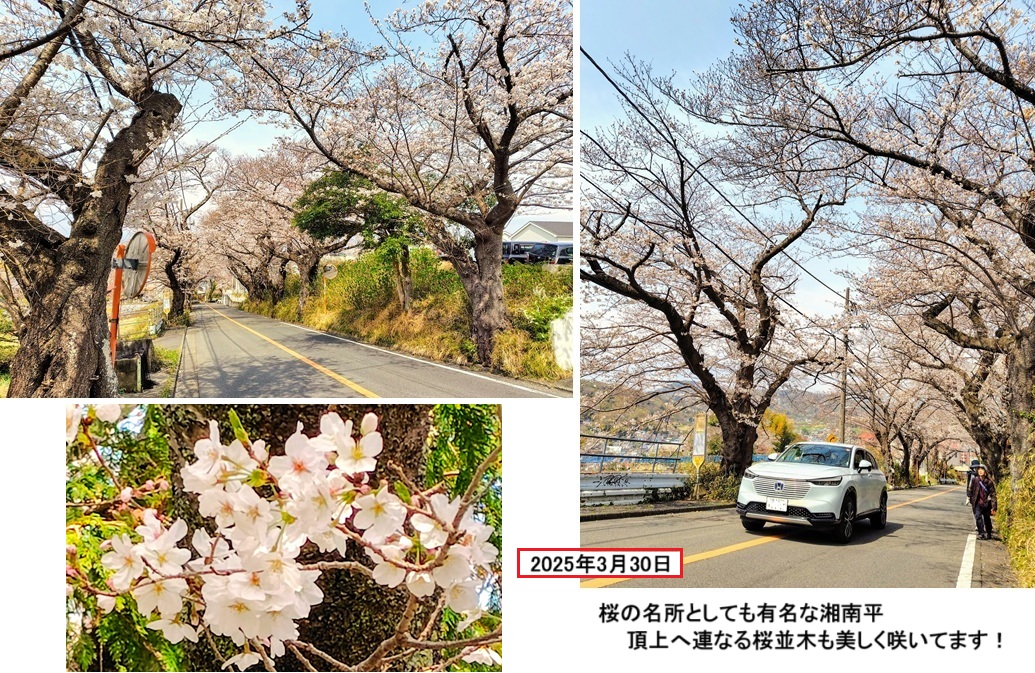 湘南平桜並木ｈｐ25~3.jpg