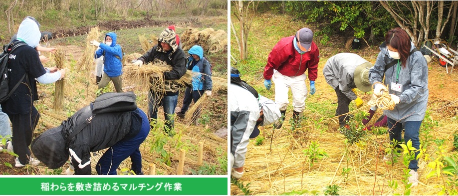 稲わらhpIMG_3209.jpg