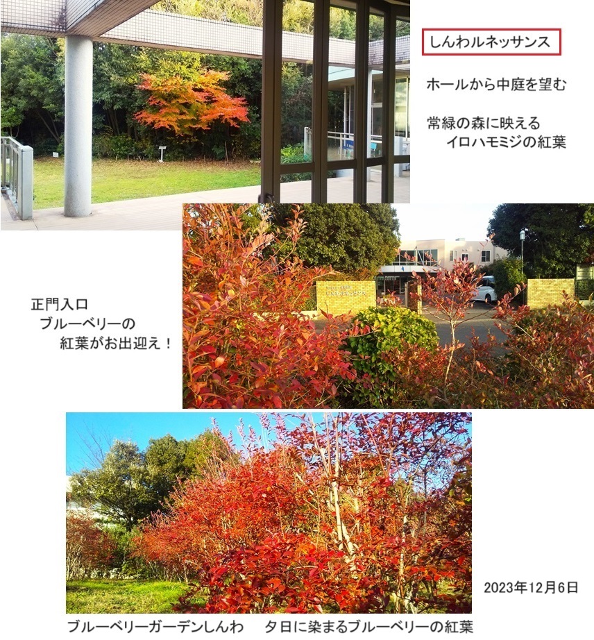 紅葉ｈｐDSC_2230.jpg