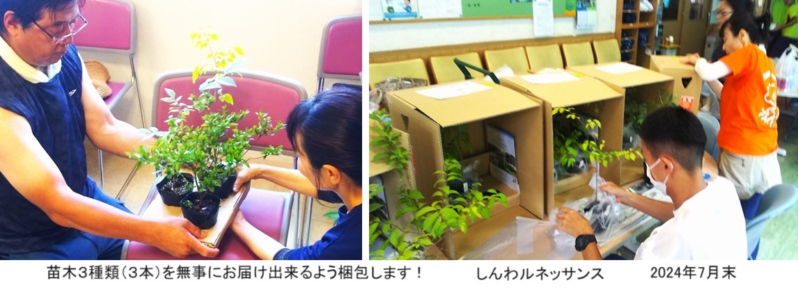 苗木の梱包HPIMG_20240722_165654.jpg