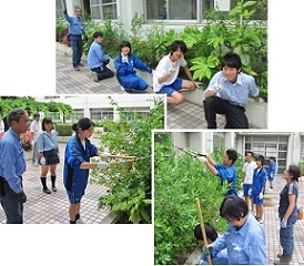 秦野曽屋高校「総合的な学習の時間」 除草作業hp1.jpg