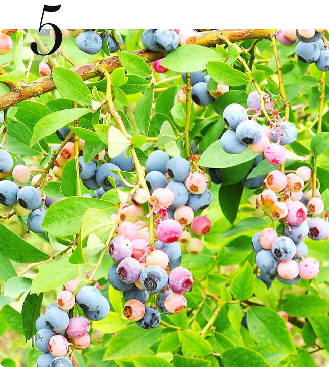 ブルーベリーガーデンしんわ